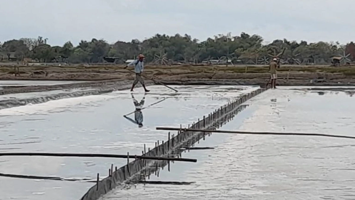 Awal Musim Panen Harga Garam Turun, Petani Minta PT Garam Kendalikan Harga Garam