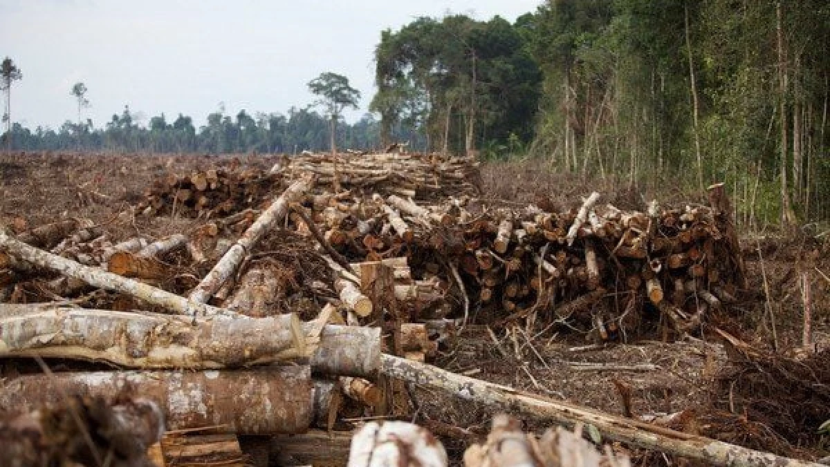 Izin Dicabut, Ini Daftar 28 Perusahaan Perusak Hutan di Aceh, Sumut, dan Sumbar