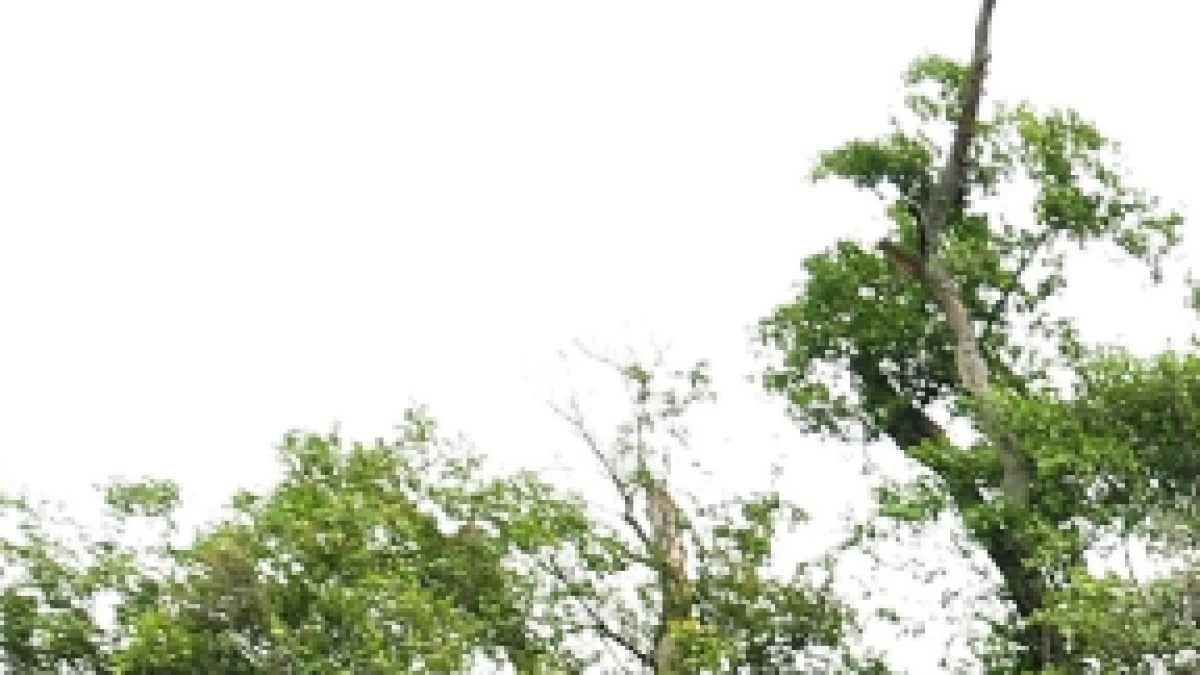 6 Tradisi Unik Perayaan Natal di Indonesia yang Penuh Makna