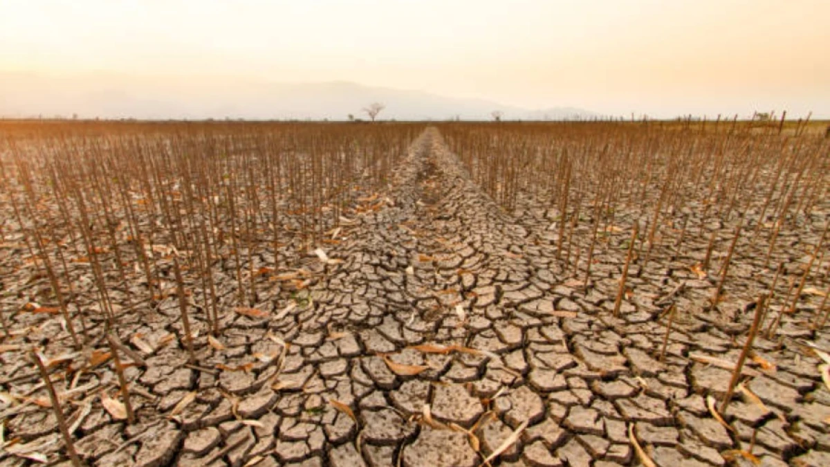Gelombang Panas Ekstrem Ancam Ketahanan Pangan Dunia, 1 Miliar Jiwa di Ujung Krisis