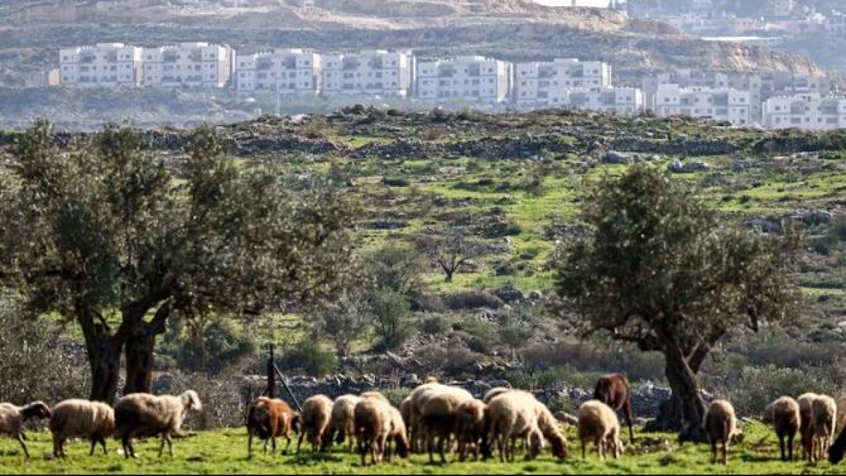 Israel Ugal-Ugalan! 19 Permukiman Baru di Tepi Barat Disahkan, Jadi Ancaman Harapan Negara Palestina