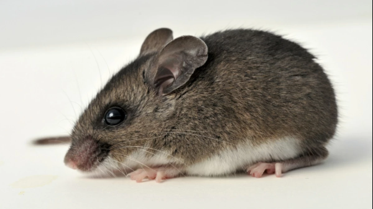 Kenali Gejala Awal Hantavirus: Virus Mematikan yang Menyebar Lewat Tikus dan Mencit