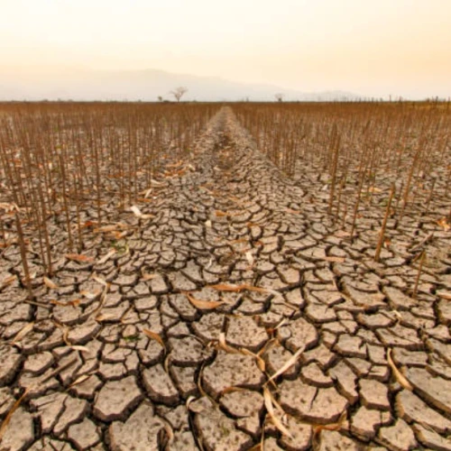 Gelombang Panas Ekstrem Ancam Ketahanan Pangan Dunia, 1 Miliar Jiwa di Ujung Krisis