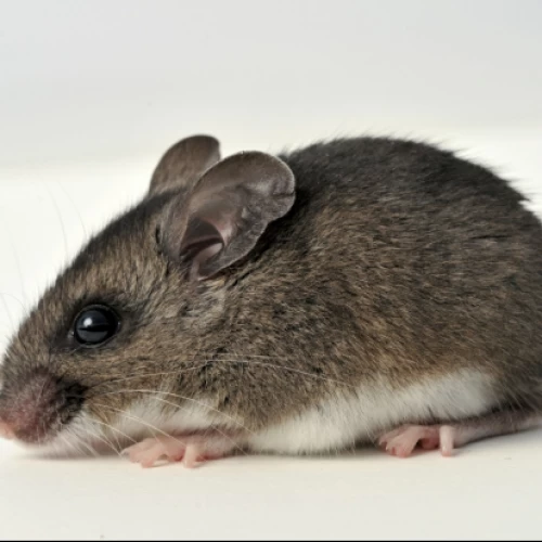 Kenali Gejala Awal Hantavirus: Virus Mematikan yang Menyebar Lewat Tikus dan Mencit