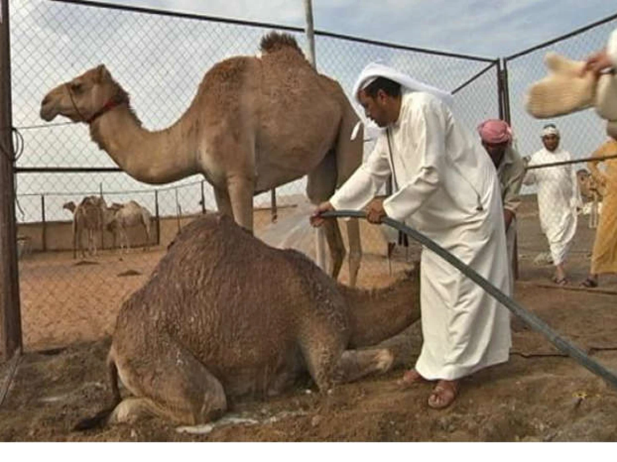 Idul Adha di Arab Saudi Jatuh pada Minggu 16 Juni 2024