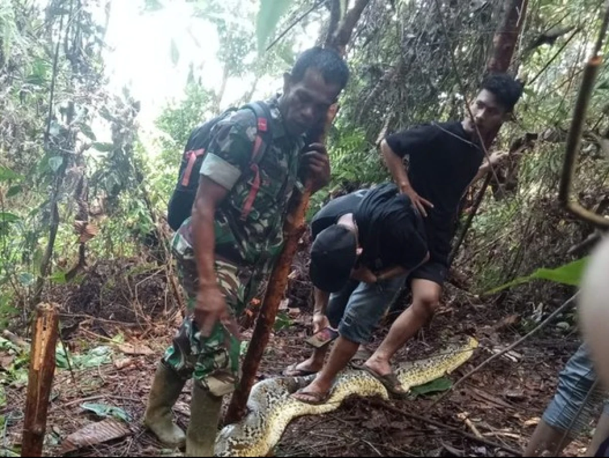 Wanita di Sulsel Tewas Dimangsa Ular Piton Sepanjang 8 Meter