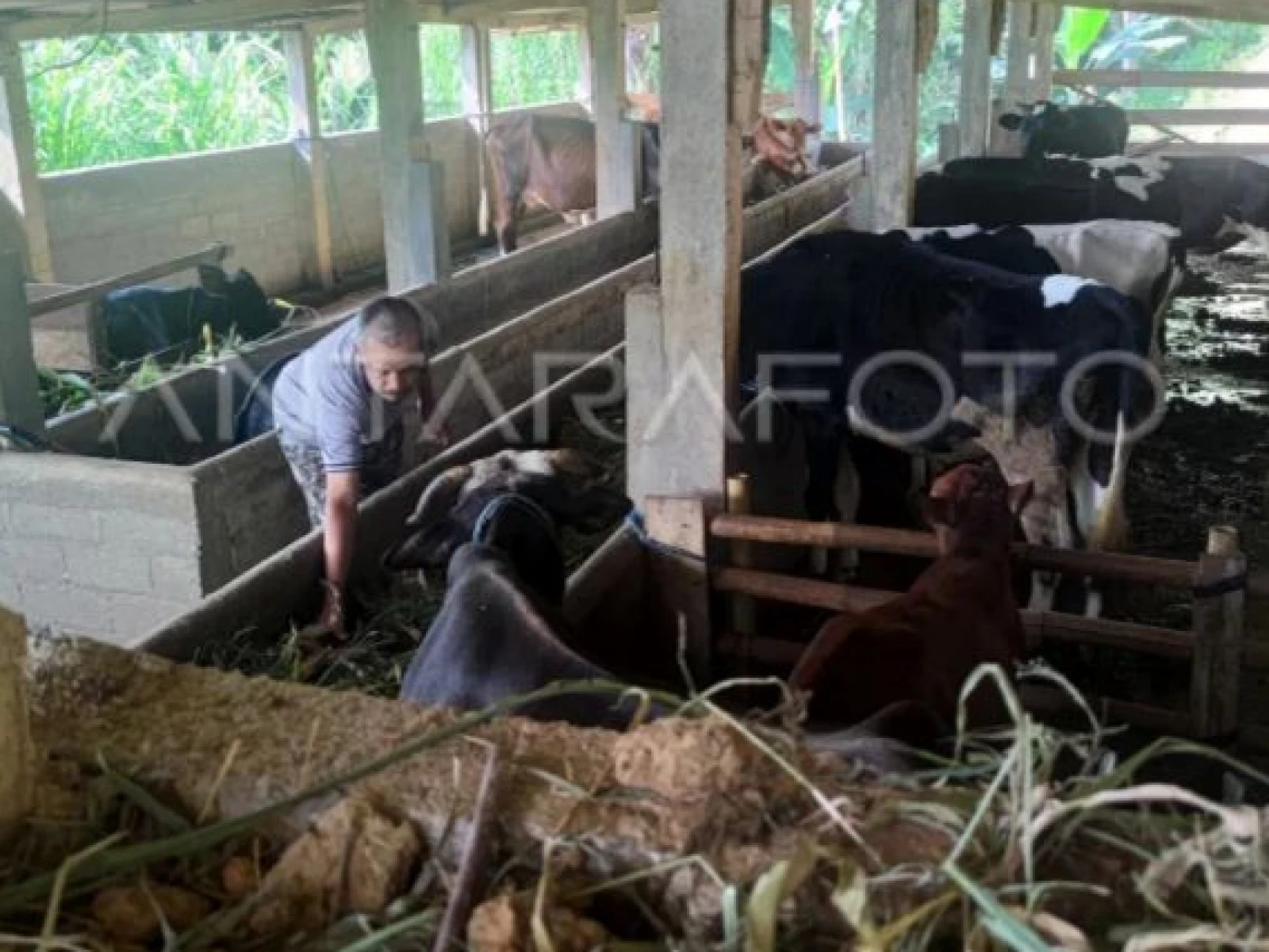 PDHI Sebut Standarisasi Kandang Ternak di Gunungkidul Perlu Diperkuat