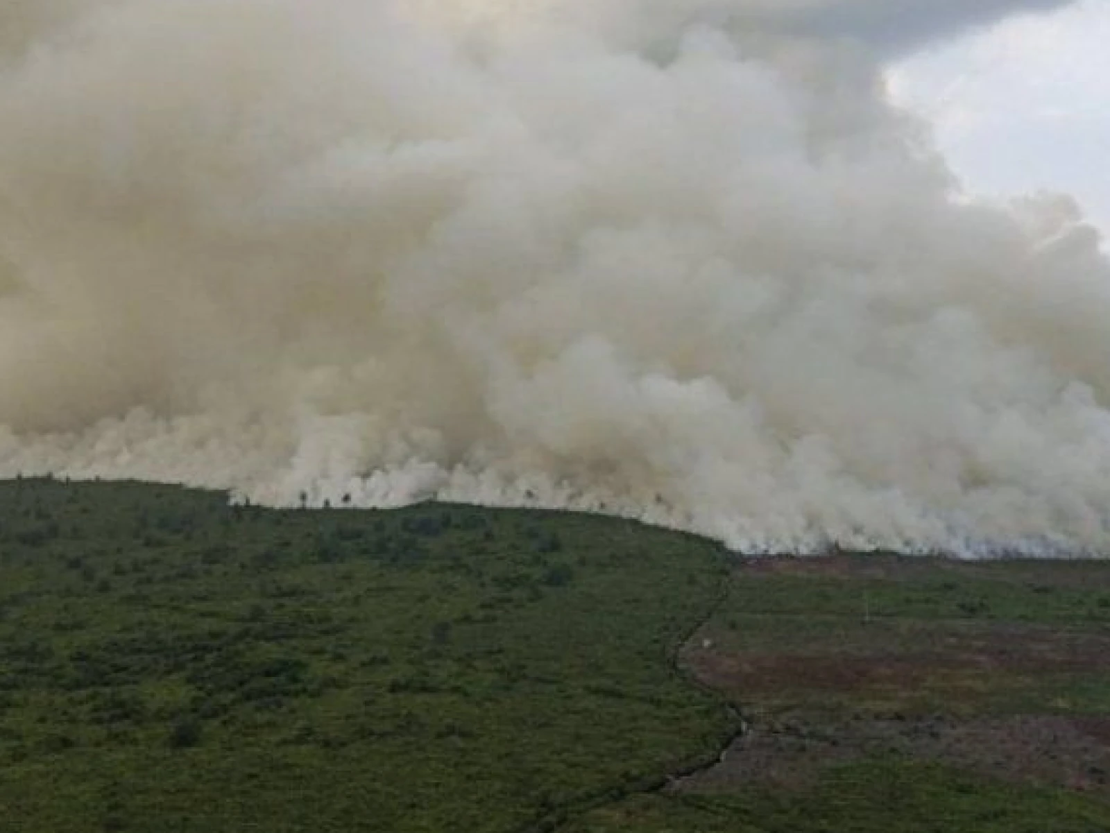Kebakaran Hutan Melanda Empat Daerah di Riau