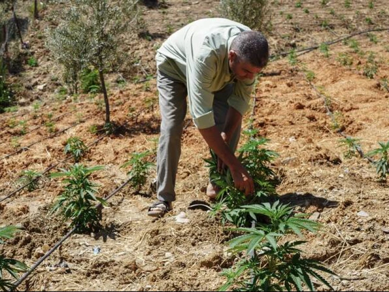 Legalisasi Ganja Maroko Disorot, Mau Tancap Gas Rebut Pasar Global, Ancaman Sosial Mengintai