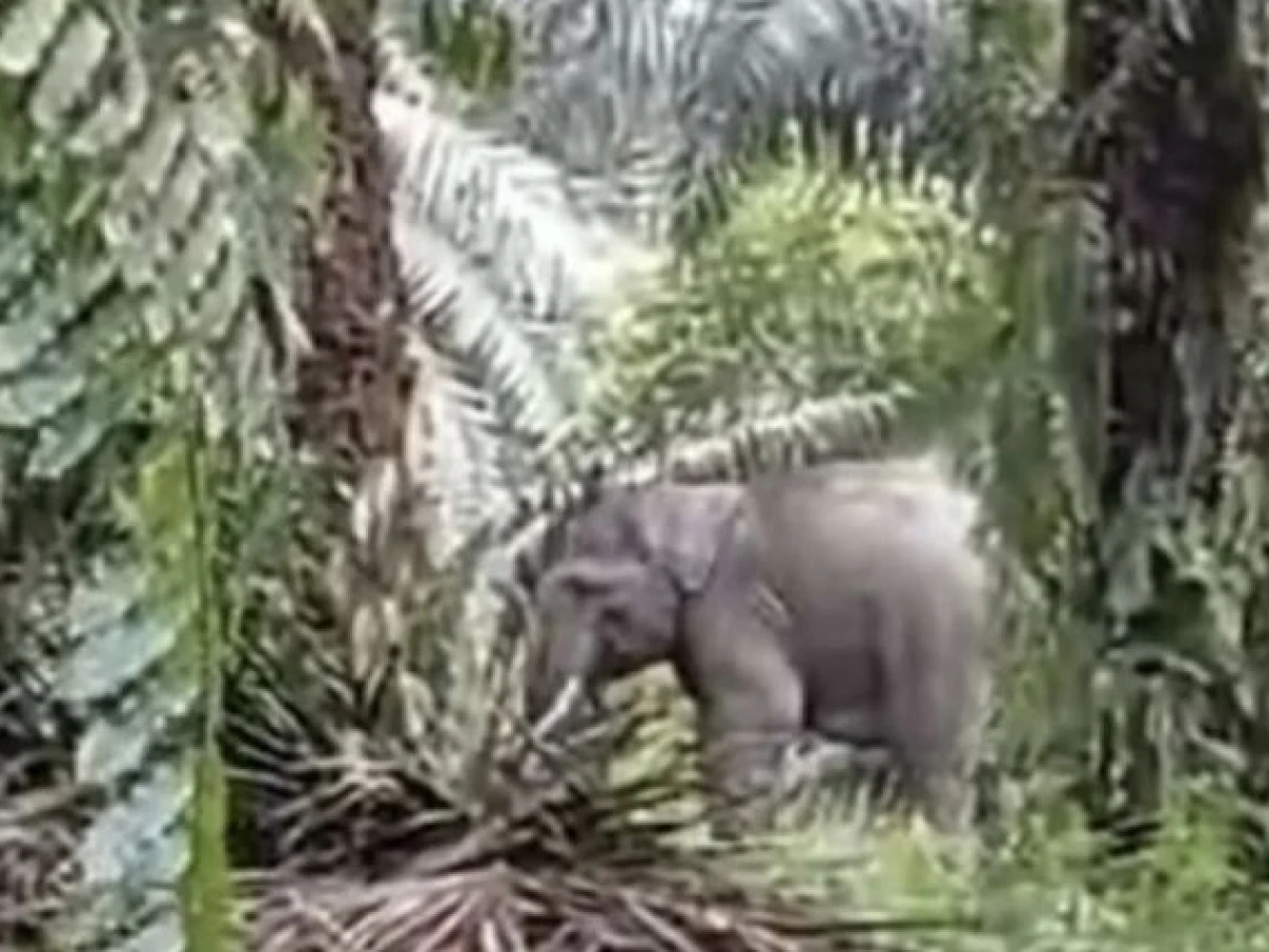 Masuk Pemukiman Warga, Gajah Sumatera Bikin Geger Satu Desa