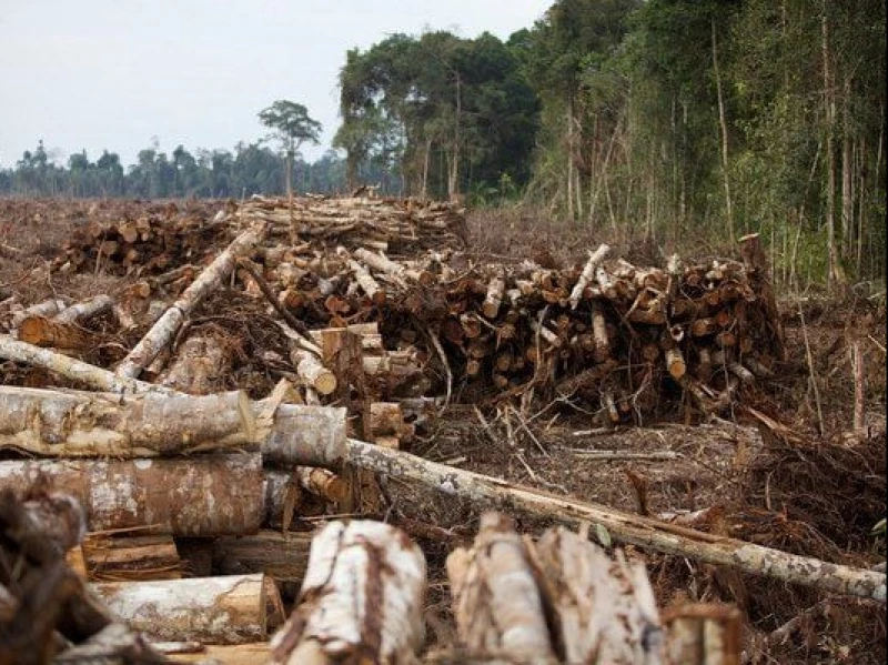 Izin Dicabut, Ini Daftar 28 Perusahaan Perusak Hutan di Aceh, Sumut, dan Sumbar