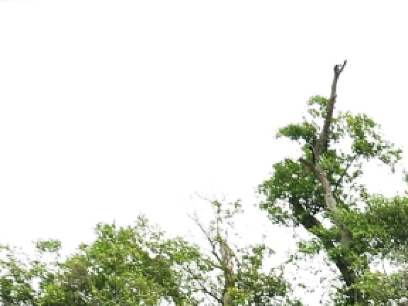 6 Tradisi Unik Perayaan Natal di Indonesia yang Penuh Makna