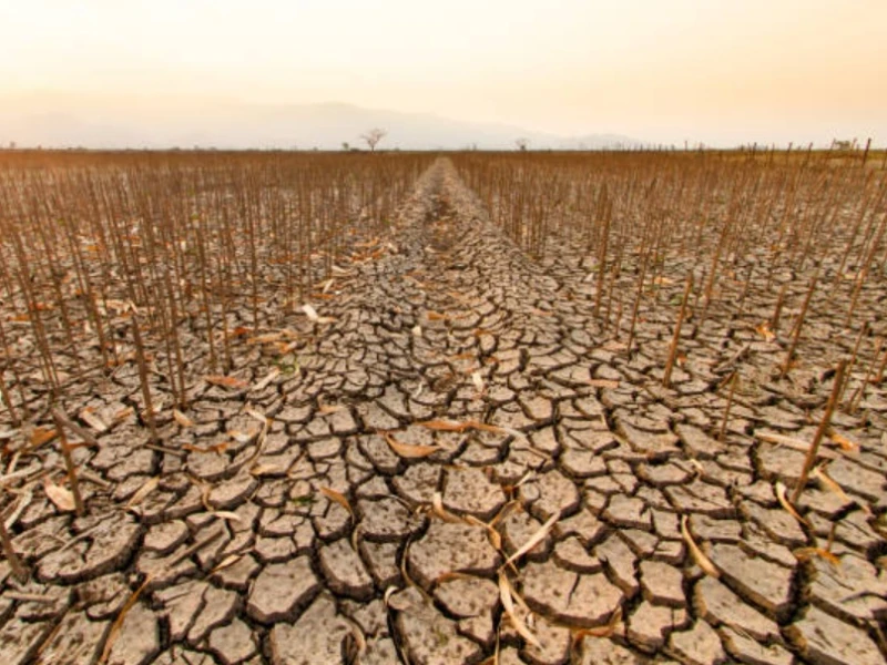 Gelombang Panas Ekstrem Ancam Ketahanan Pangan Dunia, 1 Miliar Jiwa di Ujung Krisis