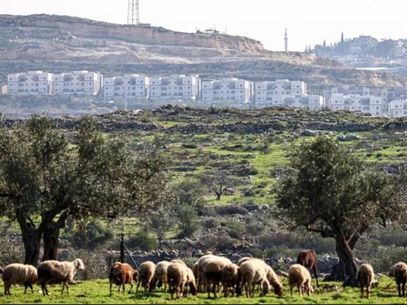 Israel Ugal-Ugalan! 19 Permukiman Baru di Tepi Barat Disahkan, Jadi Ancaman Harapan Negara Palestina