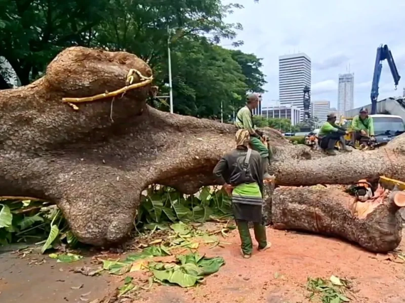 Pohon Tumbang di Jalan Sisingamangaraja, MRT Jakarta Belum Bisa Melintas