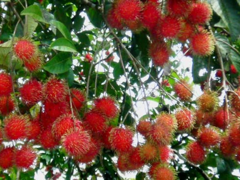 Musim Rambutan Hilang di Akhir Tahun, Pakar Buah Tropika IPB Ungkap Penyebabnya
