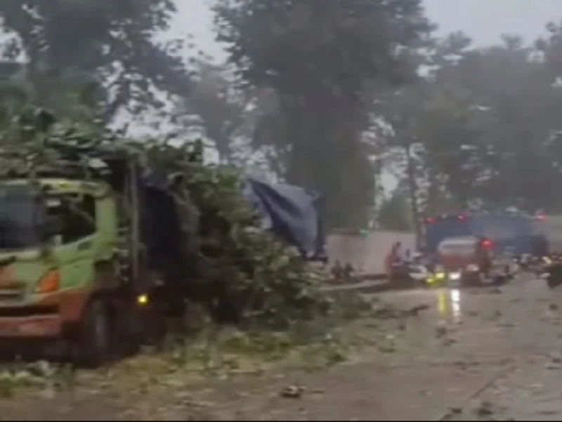 Pohon Bertumbangan, Jalur Pantura Batang Lumpuh Total, Telan Korban Jiwa