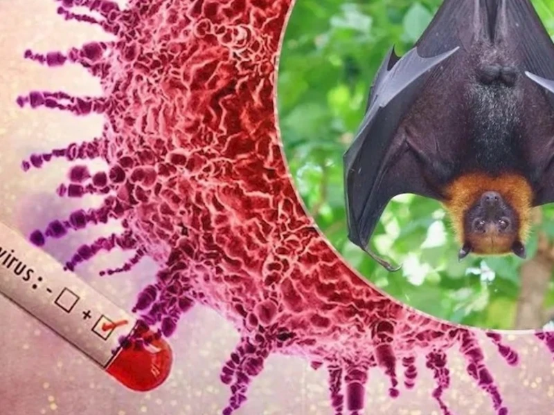 Apa Itu Virus Nipah yang Kembali Mewabah di Sejumlah Negara?