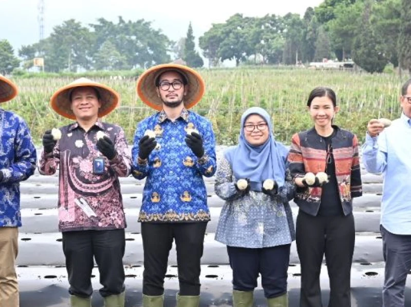PepsiCo Indonesia Kerjasama dengan Petani di Jawa Barat, Hasil Panen Jadi Keripik Kentang Lay’s
